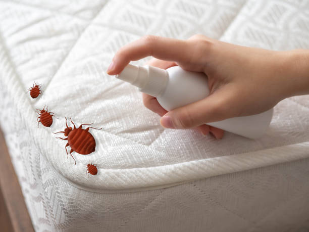Professional Pest Control in Malad City, ID