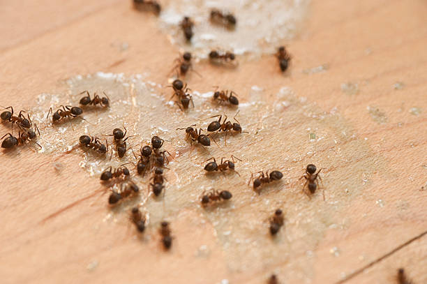 Best Affordable Pest Control Services  in Malad City, ID