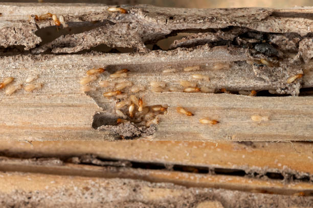 Best Local Pest Control Services  in Malad City, ID